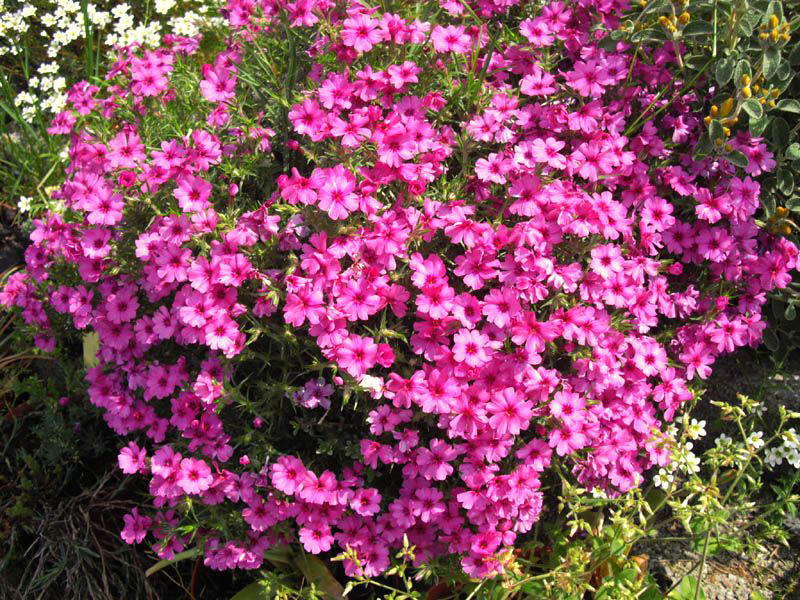 Phlox 'Tetra red' photo
